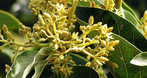 Muria Puama the Viagra of the Amazon