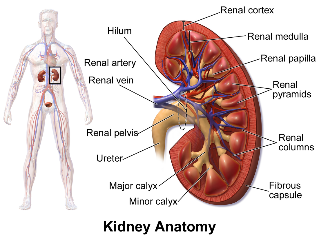 Human kidney anatomy diagram showing the kidneys and urinary system